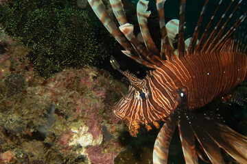 Red lionfish - one of the dangerous coral reef fish. Beautiful and dangerous animals. Picture from Puerto Galera, Philippines