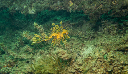 Leafy Seadragon off Rapid Bay, South Australia, Australia