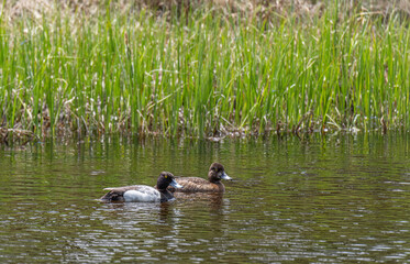 Lesser Scaup duck in Yellowstone National Park, Wyoming, USA