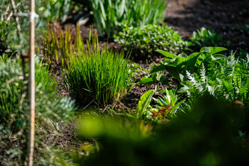 A vibrant, well-maintained ornamental Lush Flower Garden with Decorative Rock and Mulch. Ideal image for themes related to landscaping, gardening, backyard design, and nature aesthetics.