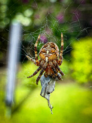 spider on the web