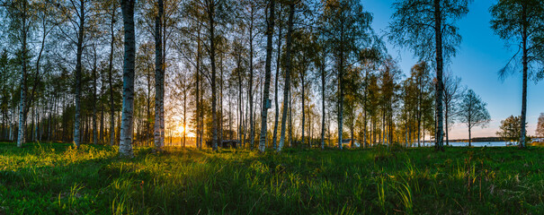 Obraz premium Golden hour sunlight filtering through a tranquil birch forest in Sweden casts long shadows across a vibrant green meadow, creating a serene and picturesque landscape.