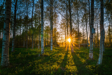 Golden sunset casting a warm glow over a birch tree forest in Sweden during the enchanting White Nights, creating a tranquil and idyllic atmosphere filled with serene beauty.