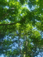 Green forest in the morning