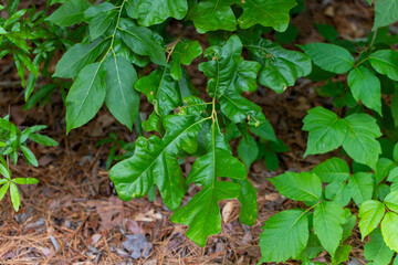 Oak. Oak branches with leaves