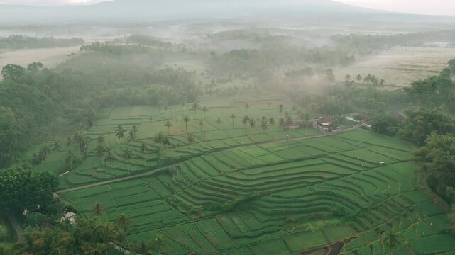 Aerial view of lush green rice terraces with palm trees in Dampit, Malang, East Java, Indonesia, surrounded by morning fog and cloudy weather conditions with a mountain in the distance