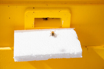 A scene of bees coming in and out of the beehive