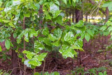 Oak. Oak branches with leaves