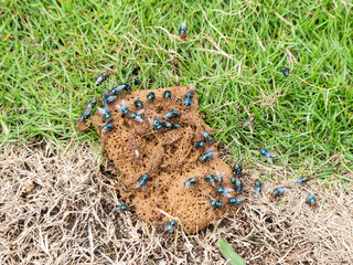 Cluster of green bottle flies gathering on cat feces over grass. Close-up nature photo suitable for ecological, biological, or environmental awareness and pest control concepts.