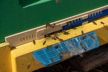 A scene of bees coming in and out of the beehive