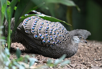 grey peacock pheasant