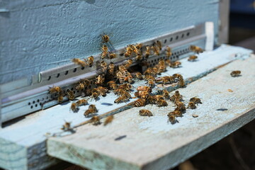 A scene of bees coming in and out of the beehive