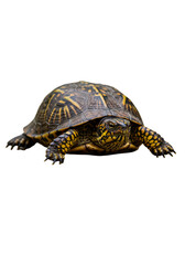 Fototapeta premium Isolated Transparent Background of Brown Turtle Reptile Animal Wildlife