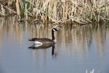 Goose swimming in marsh