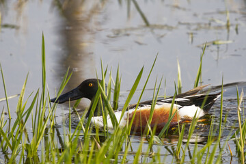 Northern shoveler in grasslands