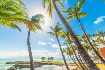 Turquoise water and palm trees in Guadeloupe