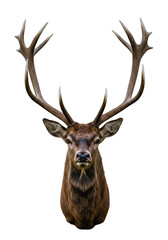 Isolated Transparent Stag Portrait with Brown Antlers Wildlife Animal