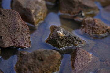 Bee Drinking Water on Rocks