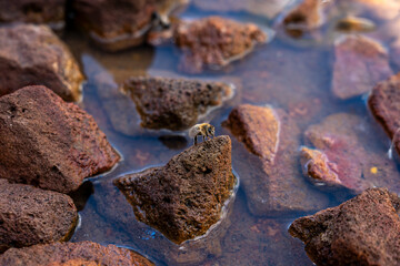Bee Drinking Water on Rocks