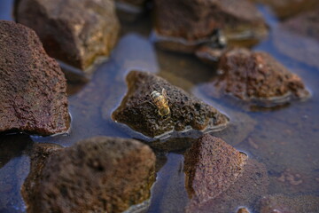 Bee Drinking Water on Rocks