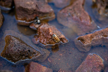 Bee Drinking Water on Rocks