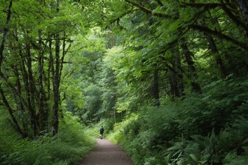 Fototapeta premium solitary hiker traverses serene forest path scene embodying minimalistic tranquility with ample copy space