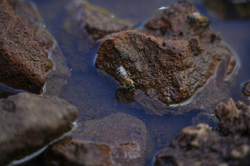 Bee Drinking Water on Rocks