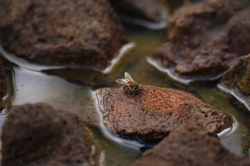 Bee Drinking Water on Rocks