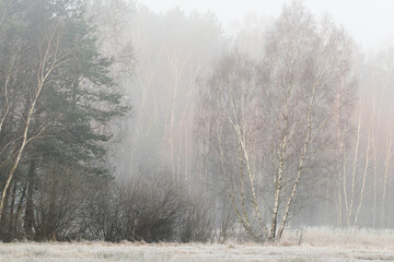 A frosty, sunny and foggy morning with a view of the forest