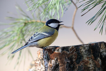 Great tit on a birch stump