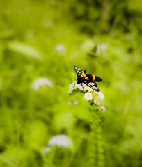 butterfly on yellow flower