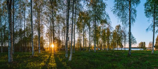 Obraz premium Golden sunset shining through birch trees in the Swedish countryside during White Nights, creating a magical atmosphere with a lake in the background.