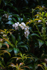 A cluster of small white bell-shaped flowers blooms among glossy, dark green leaves