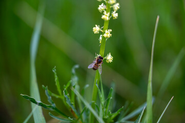Pollination in action։ Bee and flower