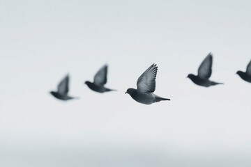 Fototapeta premium monochrome birds captured mid-flight from drone-shot aerial view perfectly illustrating top-down perspective