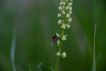 Pollination in action։ Bee and flower