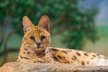 serval, (Leptailurus serval), lying on a rock, looking straight ahead