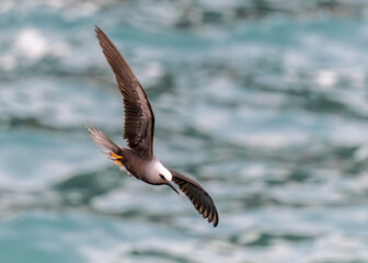 The brown noddy (Anous stolidus) is a tropical seabird with a worldwide distribution, ranging from Hawaii to the Tuamotu Archipelago and Australia in the Pacific Ocean
