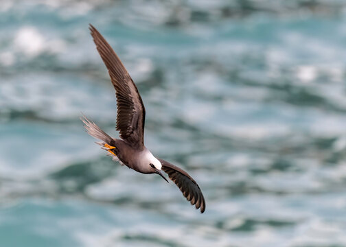 The brown noddy (Anous stolidus) is a tropical seabird with a worldwide distribution, ranging from Hawaii to the Tuamotu Archipelago and Australia in the Pacific Ocean
