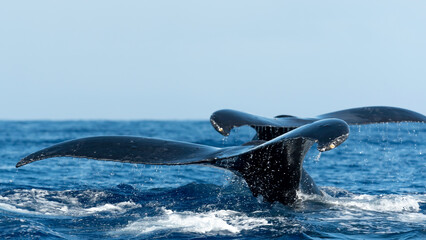 Humpback Whale Flukes, Maui, Hawaii, USA