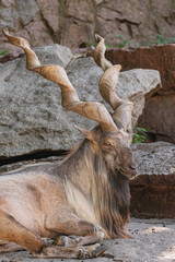  male Markhor, (Capra falconeri), lying down resting with rocks in the background