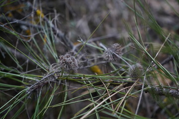 Rose clover(Trifolium hirtum) family. (Fabaceae)