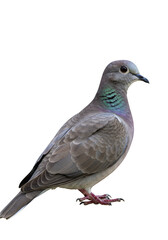 Obraz premium Isolated Wildlife Pigeon Feather Transparent Background Gray Bird Animal