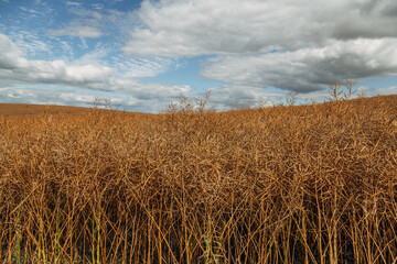 Rapeseed Brassica napus, ripe dry rapeseed in the field. Rapeseed stems before harvesting.