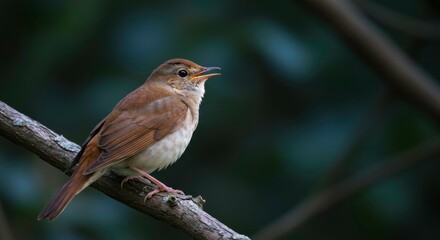 Sweet songbird perched serenely nature's gentle beauty unfolds