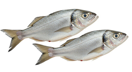 Isolated Fresh Sea Bream Fish