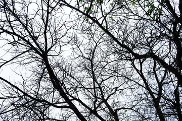 branches of a tree