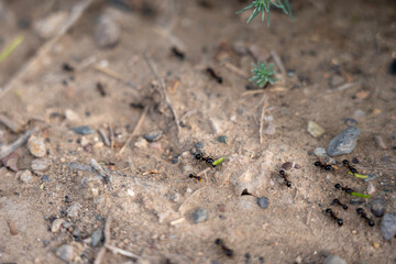 Busy activity of ants in their natural habitat