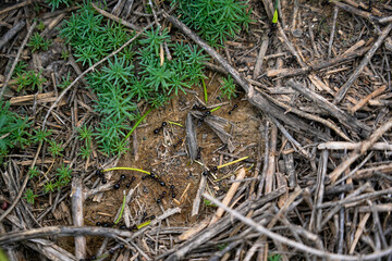 Busy activity of ants in their natural habitat