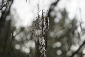 Ash, European ash or common ash(Fraxinus excelsior)